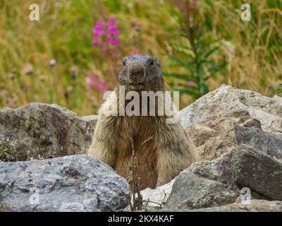 italy-the-alpine-marmot-
