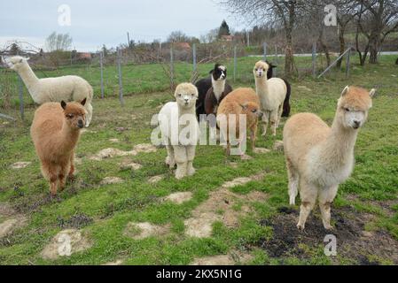 09.04.2018., Veliko Trojstvo -Dejan Jalzabetic was the first to bring