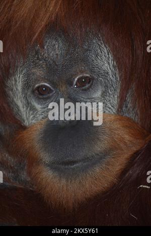 Sumatra-Orang-Utan /  Sumatran orangutang / Pongo abelii Stock Photo
