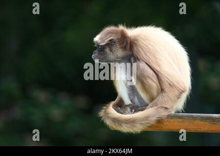 Goldstirnklammeraffe / White-bellied spider monkey / Ateles belzebuth Stock Photo