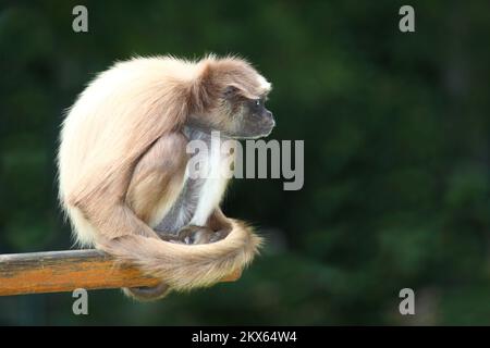 Goldstirnklammeraffe / White-bellied spider monkey / Ateles belzebuth Stock Photo