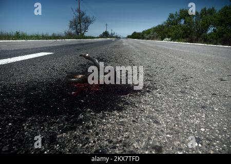 Snake on road is always corpse. Human's dislike of snakes, their intentional killing by drivers. ('Flee from the face of the serpent; for if you appro Stock Photo