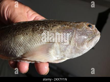 10.08.2018., Sibenik, Croatia - The greater weever (Trachinus draco ...
