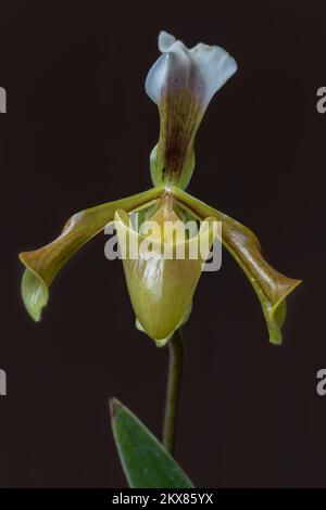 Closeup view of beautiful yellow and brown lady slipper orchid species paphiopedilum gratrixianum flower isolated on dark background Stock Photo