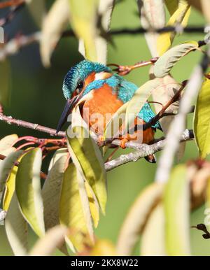 Male Kingfisher showing well with close views in Pittville Park Cheltenham Gloucestershire UK Stock Photo