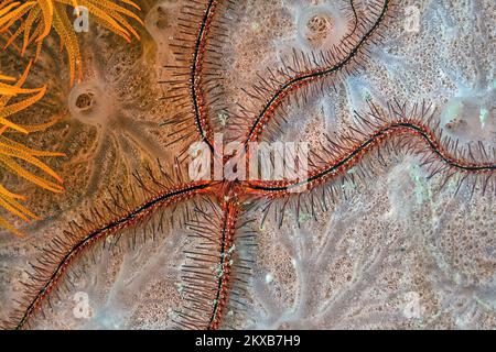 Ophiothrix suensoni, Suenson's brittle star or the sponge brittle star, is a species of marine invertebrate in the order Ophiurida. Stock Photo