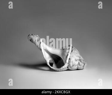 Single Broken seashell in black and white Stock Photo