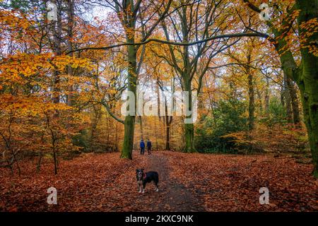 People walking on a path in Ecclesall Woods in full autumn colours with a dog, Sheffield, South Yorkshire, UK Stock Photo