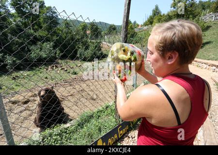 12.08.2019., Kuterevo, Croatia - The Bear Sanctuary is located in Kuterevo, near Otocac in the Lika region, home to many of the thousands of brown bears in Croatia. In Kuterevo there are currently 10 bears, four under the age of ten and six are older. The oldest bear Bruno is 40 years old and the youngest Matija is seven months old. The bear is being cared by 16 volunteers from around the world who clean, feed and welcome the bears. Bears are fed on fruits, vegetables and cereals, during the summer they get as refreshment ice cream and frozen fruits and vegetables. The refuge is visited by mor Stock Photo