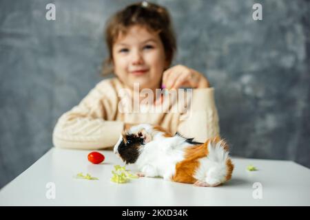 White-orange-black guinea pig sit on table and eat cherry tomato and lettuce, selective focus. Happy little girl of kindergarten age blurred on Stock Photo