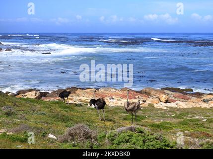 common ostriches on pebble beach of Cape of Good Hope Nature Reserve in Cape Peninsula National Park, South Africa Stock Photo