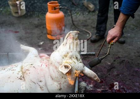 A man burns the skin of a slaughtered pig during a traditional pig slaughter in Glina, Croatia on December 08, 2019. Photo: Josip Regovic/PIXSELL Stock Photo