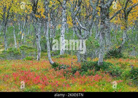 Silver birch / warty birch / European white birch (Betula pendula / Betula verrucosa) tree trunks of birches on the taiga in autumn / fall, Sweden Stock Photo