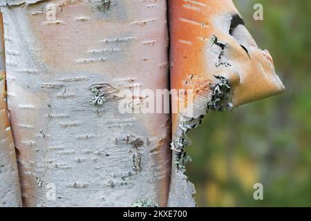 Silver birch / warty birch / European white birch (Betula pendula / B. verrucosa) tree trunk close-up of peeled bark used for medicinal purposes Stock Photo