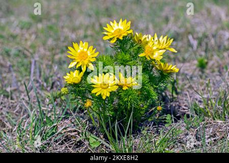 Pheasant's eye / spring adonis / spring pheasant's eye / yellow pheasant's eye / false hellebore (Adonis vernalis) in flower in spring, Austria Stock Photo