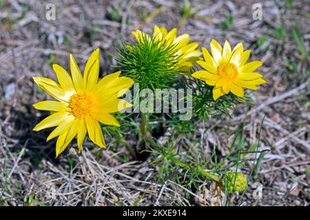 Pheasant's eye / spring adonis / spring pheasant's eye / yellow pheasant's eye / false hellebore (Adonis vernalis) in flower in spring, Austria Stock Photo