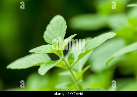 A close-up of the herb Lesser Calamint (Clinopodium nepeta) growing in a herb garden in the UK. Stock Photo