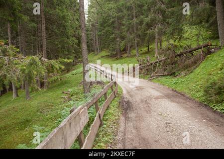 walking in a cloudy day long a path among the woods in the Dolomites Stock Photo