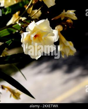 white flowers of a Nerium oleander Stock Photo