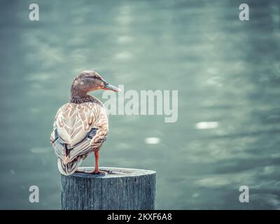 Female mallard wild duck sitting on a wooden stump above the water on a lake. Stock Photo