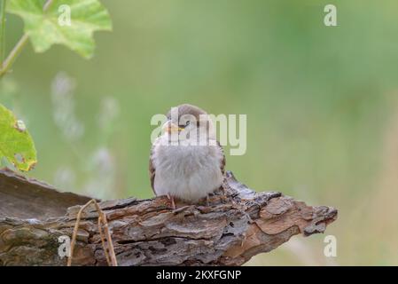 House sparrow fledgling sleeping on pine tree bark isolated on smooth green background Stock Photo