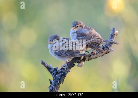 Two House Sparrow fledglings (Passer domesticus) perched on branch in shadows isolated on yellow / green background Stock Photo