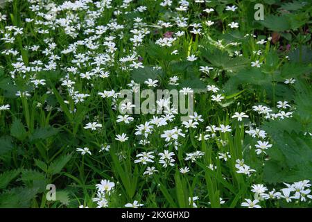 Stellaria media flowers. White dandelion on green meadow in summertime. Summer landscape in forest. Stock Photo