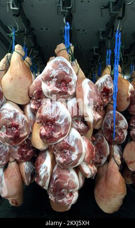 Ham legs are pictured during a salting proces before dry-curing in Bristani Donji village near Sibenik, Croatiaon October 15, 2020. Ham to be properly dry-cured is needed roughley 150 day. Photo: DUsko Jaramaz/PIXSELL Stock Photo