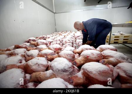 Ham legs are pictured stacked and solted during their preparetion for dry-curing in Bristani Donji village near Sibenik, Croatiaon October 15, 2020. Ham to be properly dry-cured is needed roughley 150 day. Photo: DUsko Jaramaz/PIXSELL Stock Photo