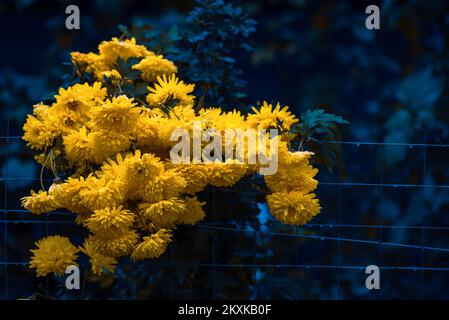 Colorful yellow and orange chrysanthemum flower bloom in the farm. autumn day   Mother's Day concept. copy space morifolium Stock Photo