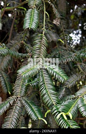 Chinese plum-yew leaves (Cephalotaxus fortunei) on garden