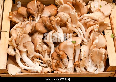 Close-up view of a tray of fresh oyster mushrooms, or Pleurotus ostreatus, on a market stall. No people. Stock Photo