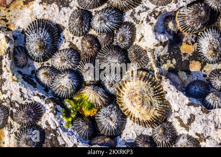Opihi, Cellana sandwicensis, is an endemic type of limpet found in Hawai‘i. It has only one shell and clings to the rocks in a tide pools and along th Stock Photo