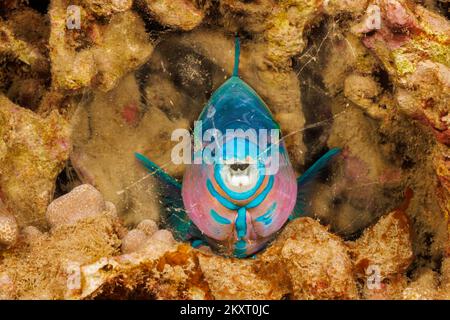 The terminal or final phase of a palenose parrotfish, Scarus psittacus, Hawaii. This individual was photographed at night sleeping in a mucus cocoon w Stock Photo