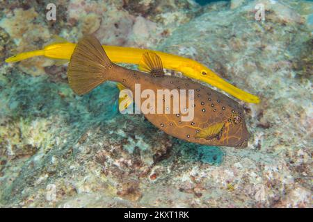 This trumpetfish, Aulostomus maculatus, a reef predator is swimming behind a yellow boxfish, Ostracion cubicus, using it as a blind to ambush prey, Ya Stock Photo
