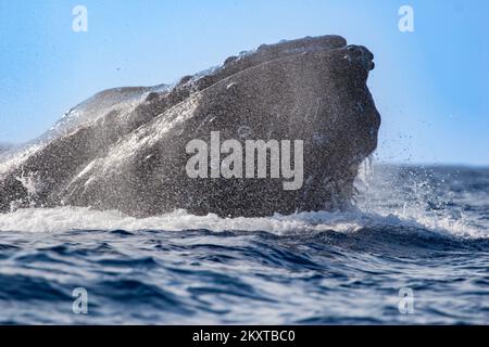 This humpback whale, Megaptera novaeangliae, has surfaced in the exhalation of another whale. When a humpback exhales, the blow can exit the whale at Stock Photo