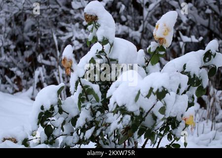 Yellow roses covered with snow Stock Photo