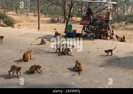 Jaipur, Rajasthan / India - Dec 06 2019: Banana seller sits in a cage so that the monkeys do not steal his goods Stock Photo