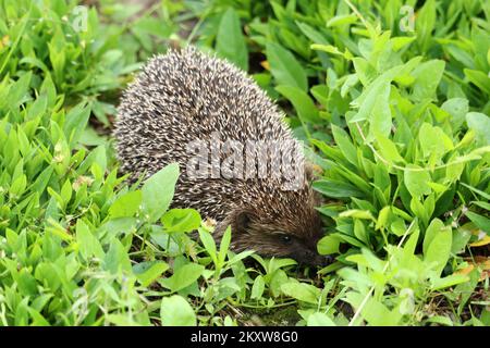 Wild hedgehog. Scientific name: Erinaceus Europaeus. Close up of a wild, native, European hedgehog on the green grass. Stock Photo