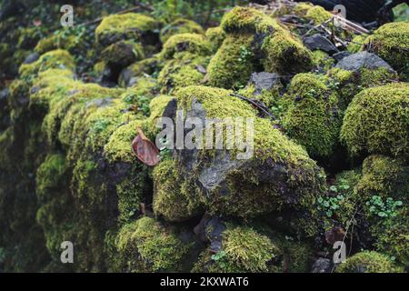 Green wet moss on rough rock stones, selective focus. Stock Photo