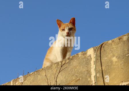 A Maltese wild ginger cat stares out the photographer under the Mediterranean sun, Xaghra, Gozo. Stock Photo