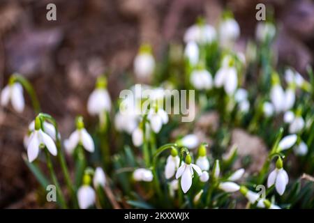 Photo taken on February 10, 2022. shows blossomed snowdrops, in Zagreb, Croatia Photo: Igor Soban/PIXSELL  Stock Photo