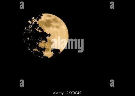 The full moon rises behind tree branches in Zagreb, Croatia on April 16, 2022. Photo: Sanjin Strukic/PIXSELL Stock Photo
