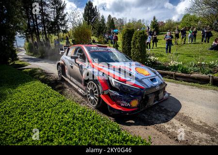 KUMROVEC, CROATIA - APRIL 24: Thierry Neuville of Belgium and Martijn Wydaeghe of Belgium compete with their Hyundai Shell Mobis WRT Hyundai i20 N Rally1 during Day Four of the FIA World Rally Championship Croatia on April 24, 2022 in Kumrovec, Croatia. Photo: Igor Kralj/PIXSELL Stock Photo