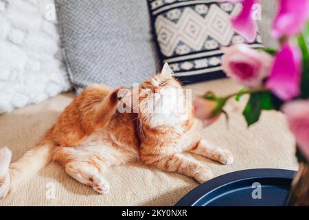 Ginger cat scratching lying feeling itchy on couch by bouquet of flowers. Pet feels comfortable and cozy at home Stock Photo