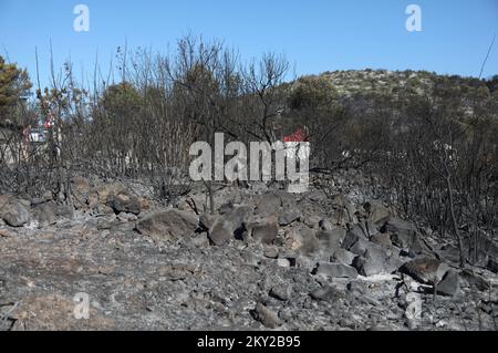Burned trees and vegetation are seen after a fire broke out in village Raslina near Vodice, Croatia, on July 14, 2022. Three fires in Dalmatia broke out on Wednesday July 13, 2022 - two in Sibenik-Knin County and one in Zadar County. Many locals have been evacuated and over 300 firemen and 50 army personnel are putting out a wildfire with support of three Canadair firefighting planes and two air tractors. The situation is calmer today and the fire is not spreading out of control any more. The fire has caught grass, underbrush, forests, olive groves and vineyards across an estimated 3,000 hecta Stock Photo