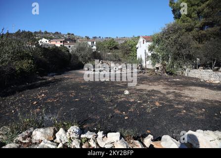 Burned trees and vegetation are seen after a fire broke out in village Raslina near Vodice, Croatia, on July 14, 2022. Three fires in Dalmatia broke out on Wednesday July 13, 2022 - two in Sibenik-Knin County and one in Zadar County. Many locals have been evacuated and over 300 firemen and 50 army personnel are putting out a wildfire with support of three Canadair firefighting planes and two air tractors. The situation is calmer today and the fire is not spreading out of control any more. The fire has caught grass, underbrush, forests, olive groves and vineyards across an estimated 3,000 hecta Stock Photo