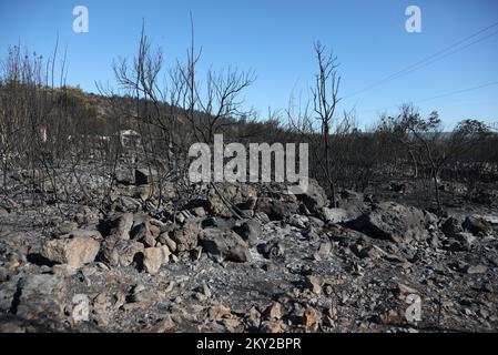 Burned trees and vegetation are seen after a fire broke out in village Raslina near Vodice, Croatia, on July 14, 2022. Three fires in Dalmatia broke out on Wednesday July 13, 2022 - two in Sibenik-Knin County and one in Zadar County. Many locals have been evacuated and over 300 firemen and 50 army personnel are putting out a wildfire with support of three Canadair firefighting planes and two air tractors. The situation is calmer today and the fire is not spreading out of control any more. The fire has caught grass, underbrush, forests, olive groves and vineyards across an estimated 3,000 hecta Stock Photo