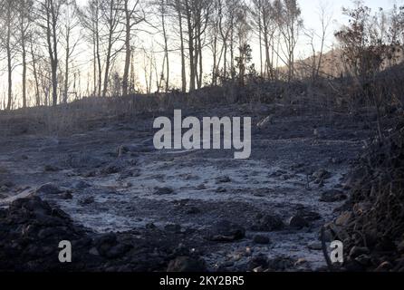 Burned trees and vegetation are seen after a fire broke out in village Raslina near Vodice, Croatia, on July 14, 2022. Three fires in Dalmatia broke out on Wednesday July 13, 2022 - two in Sibenik-Knin County and one in Zadar County. Many locals have been evacuated and over 300 firemen and 50 army personnel are putting out a wildfire with support of three Canadair firefighting planes and two air tractors. The situation is calmer today and the fire is not spreading out of control any more. The fire has caught grass, underbrush, forests, olive groves and vineyards across an estimated 3,000 hecta Stock Photo