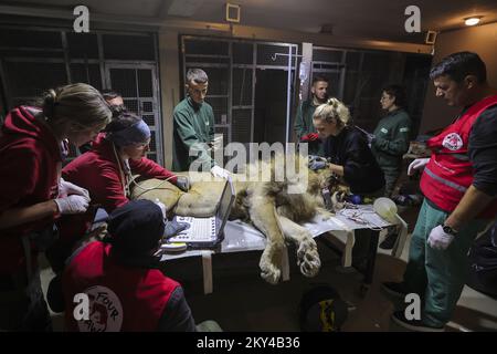 A lion is checked by veterinaries from the Reaserch Institute of of Wildlife Ecology and local staff members at the Four Paws Bear Sanctuary in Mramor, Kosovo, 25 September 2022. Lion was rescued from a private restaurant in the village of Stancic, in eastern Kosovo Photo: VALDRIN XHEMAJ/PIXSELL  Stock Photo